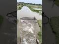 daboll fisherman catch monster 🐬🐠 #reels #fishing #subscribe #fish #casnet #fishingdaily
