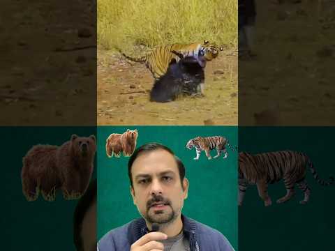 Who Won The Tiger Vs Bear Battle 