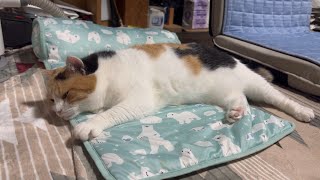 三毛猫】周りを気にしながら休むミケ（2025年7月19日） - YouTube
