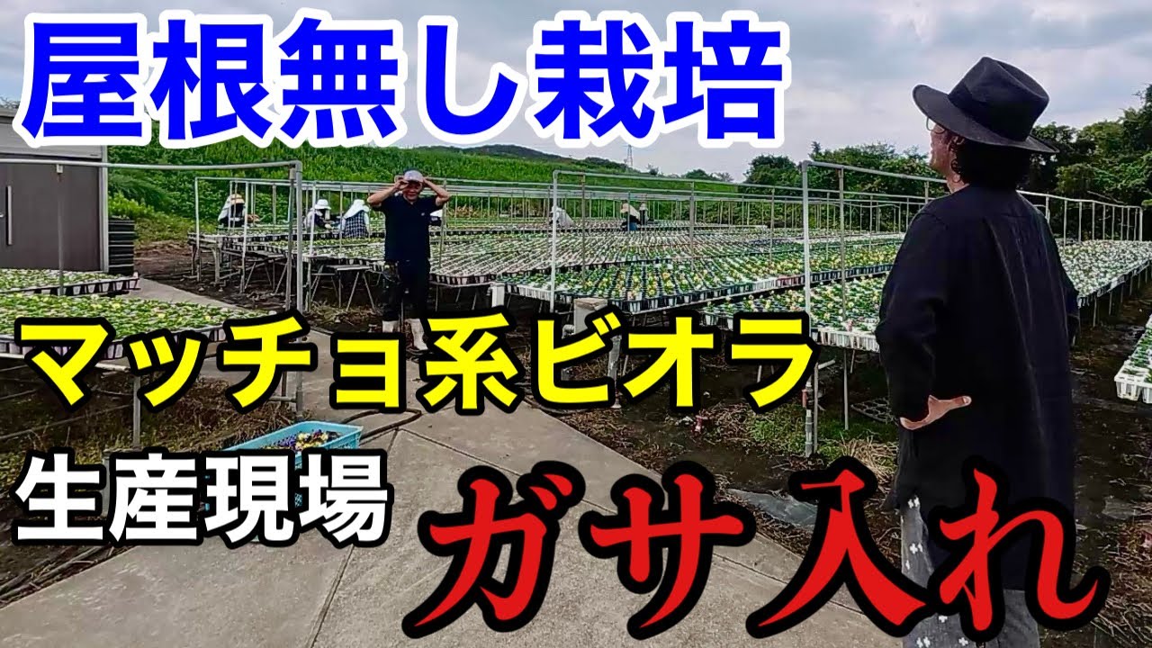 【露路で30度越え。。。】これでビオラが伸びないなんて信じられない。。。　　　【園芸超人カーメン君】【西木園芸】【あいち花マルシェ】