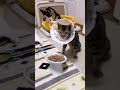 カラーをしていても猫壱HDで楽々食べられます^^