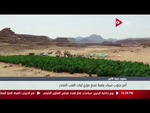أمن جنوب سيناء يضبط تسع مزارع لنبات القنب المخدر