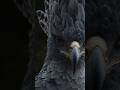 HARPY / ГАРПИЯ