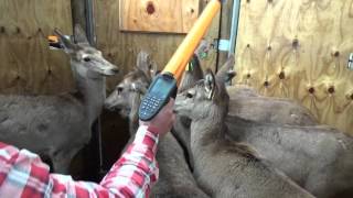 Gallagher Weighing And Eid At Peel Forest Estate