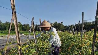 WORK SMARTER! HOW LOCAL FARMERS HARVEST RIPE CHILIES EFFORTLESSLY BY BARE HANDS. - Agriculture