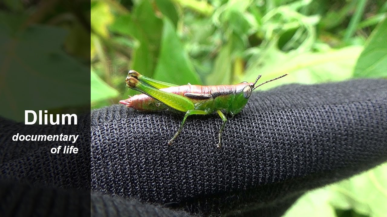 Acrididae Short Horned Grasshoppers