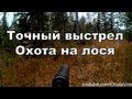 Точный выстрел. Охота на лося видео 2012-2013 Moose hunting in Russia.