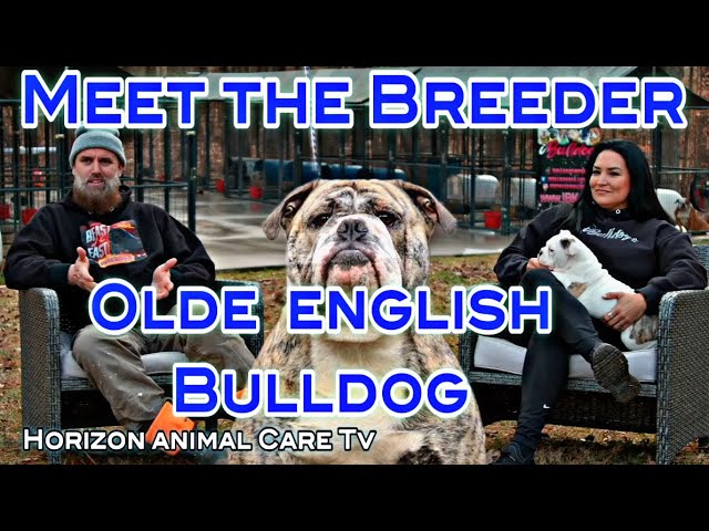 About The Breed: Bulldog  Highland Canine Training