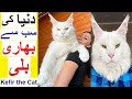 World&#39;s Biggest Cat - Kefir the Cat