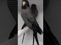 Top 10 Rare Budgies In All World  #budgies  #budgiesparrot  #birds #parrot  #petbird