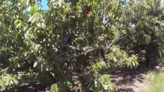 Celebrity Marc Suderman #286 | Brooks Tulare cherries | 5/14/13 Net Worth