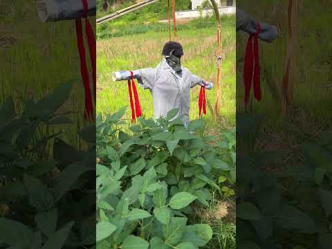 فزاعة الطيور  مع الملابس القديمة وحل مشاكل آفات الطيور في المزرعة بسهولة