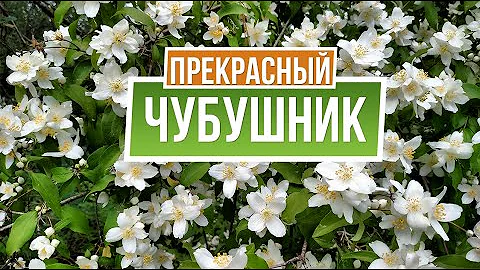 Кустарник чубушник: посадка и уход в открытом грунте