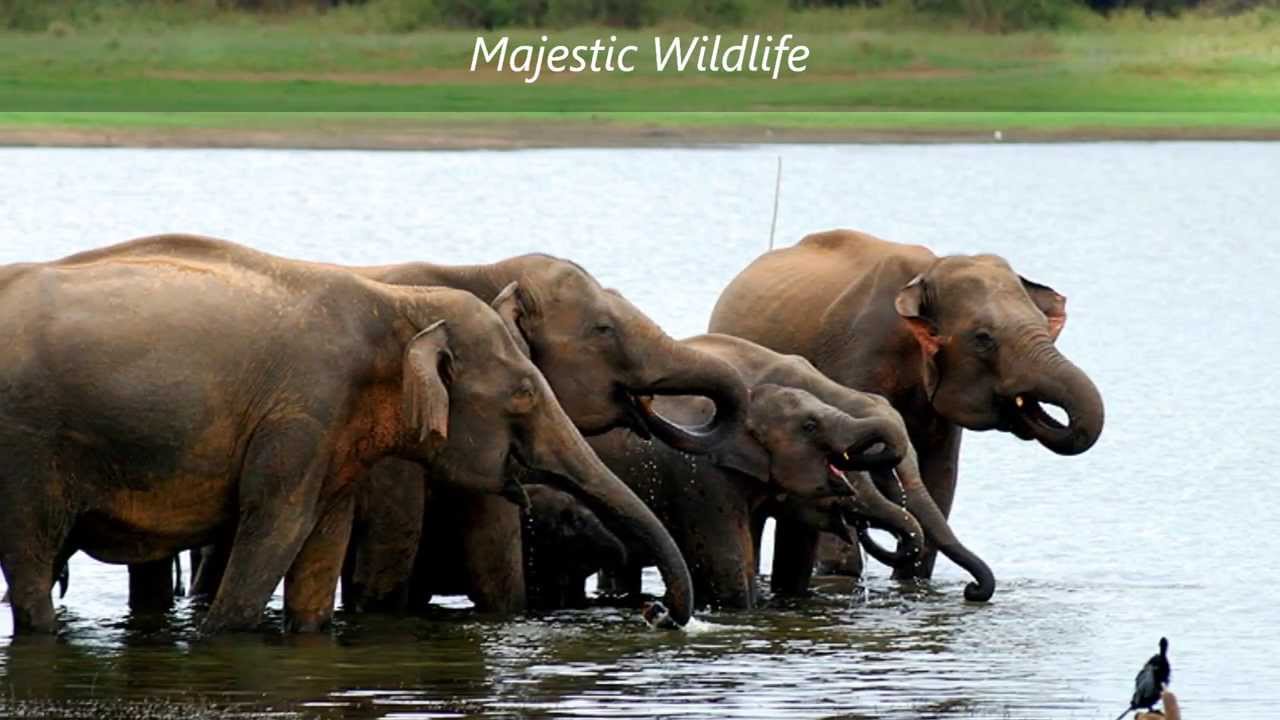 Walkers Tours Sri Lanka HD YouTube