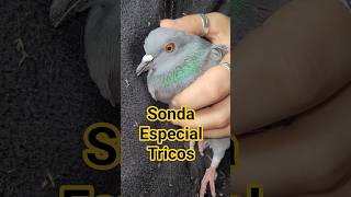 Sonda Especial Tricomonas En Palomas