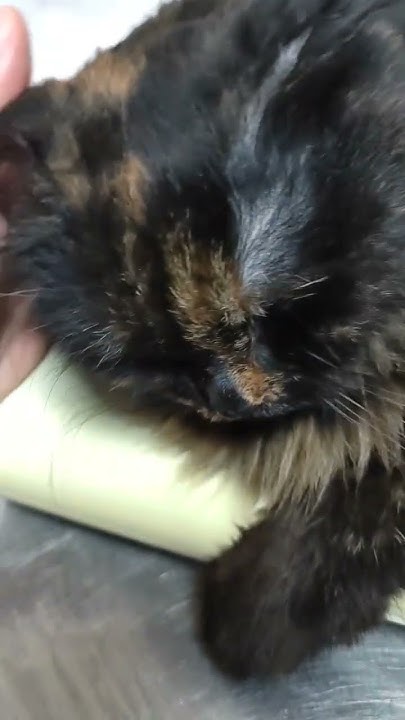 gabapentin vs meloxicam for cats