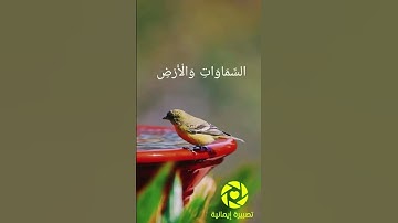 تلاوة من سورة النور 📿 أَلَمْ تَرَ أَنَّ اللَّهَ يُسَبِّحُ لَهُ مَن فِي السَّمَاوَاتِ وَالْأَرْضِ ۖ