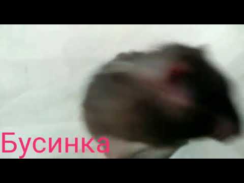 Можно ли мыть морских свинок?