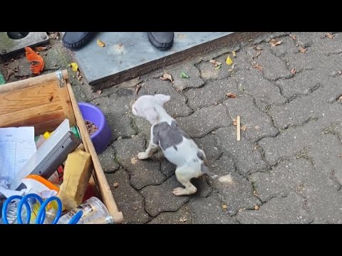 This Little Puppy Sobbed So Hard - He Struggles With Non-Stop Spasms Because Of A Strange Illness...