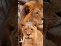 SIMBA WATISHIA UHAI WA WANANCHI IRINGA Simba Iringa 