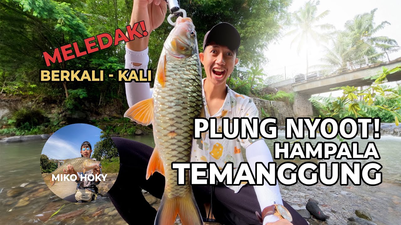 🔴 Meledak ❗️Sambaran Hampala Tiada Henti Penghuni Bawah Jembatan Sungai Temanggung