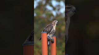 Red-Tailed Hawk  #bird #wildbirdlife #nature #hawk