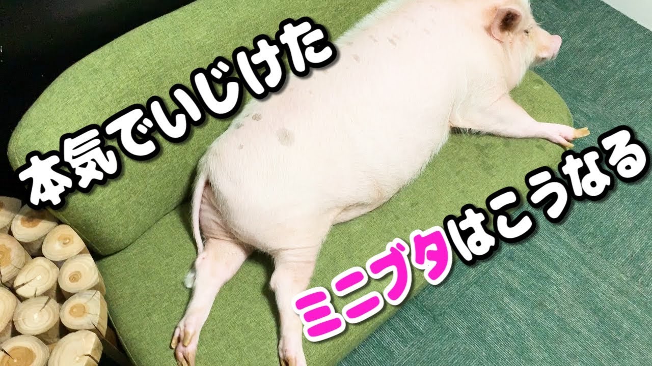 いじけてるミニブタが笑顔になった瞬間が可愛すぎるww アニマル動画 もふもふ通信 いじけてるミニブタが笑顔になった瞬間が可愛すぎるww アニマル動画 もふもふ通信