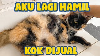 ADOPSI KUCING LAGI MENGANDUNG DARI PASAR HEWAN