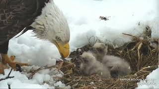 Decorah North Nest 4-2-22, 8:15 am Flyabout, standoff, Mr feeds