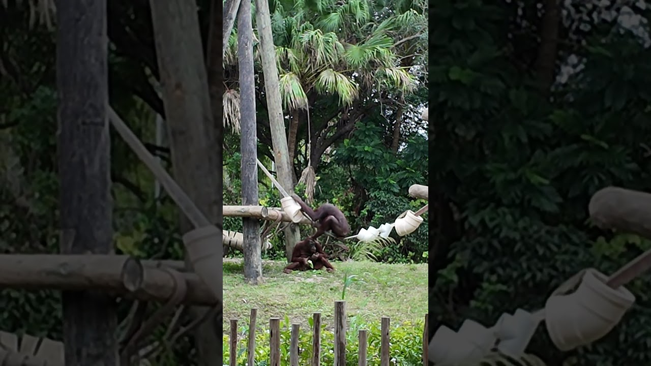 Orangutan Parkour