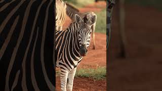 Zebra Drinks from Puddle in Red Sand Environment