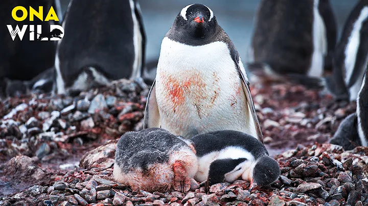 ANTARCTICA’S LAST DYNASTY:  Penguins Fighting for a Dying World | #AnimalDocumentary