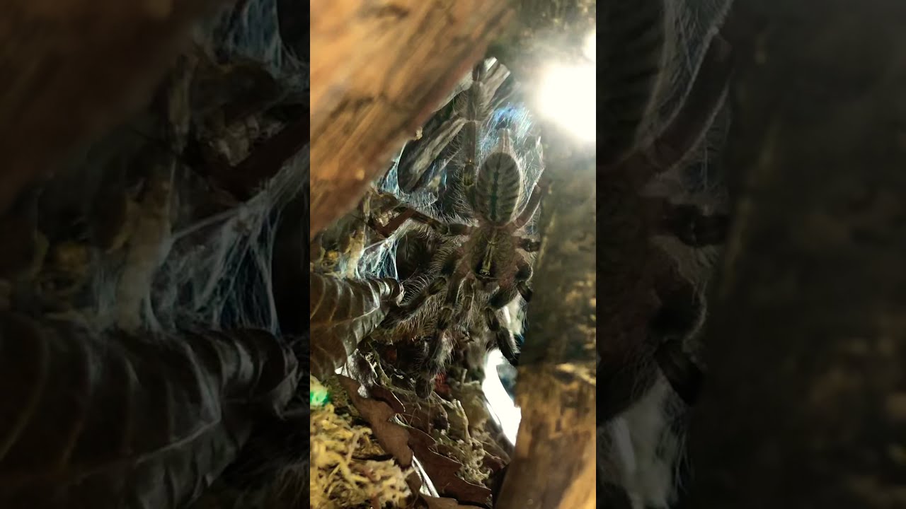 Poecilotheria Rufilata Princess👸🏽 Пецилотерия Руфилата Принцесса.