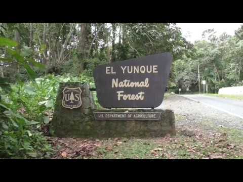 Video: Encounters With Aliens In The Puerto Rico Forest