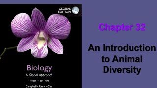 Bio2 Chapter 32 (part 1) / an introduction to animal diversity/campbell