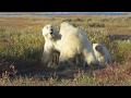 Female polar bear protecting her cub at Nanuk Polar Bear Lodge
