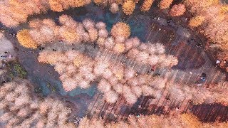 泰安落羽松祕境 4K