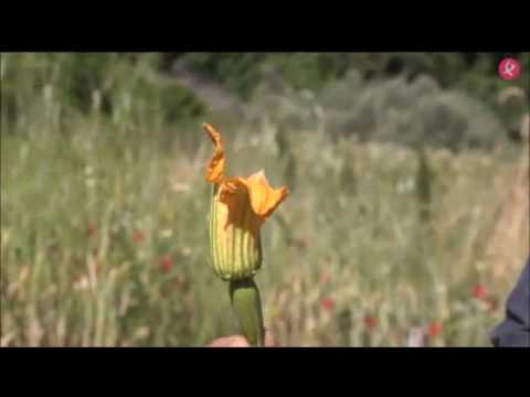 Video: Aprenda por qué las flores de calabacín se caen de las plantas