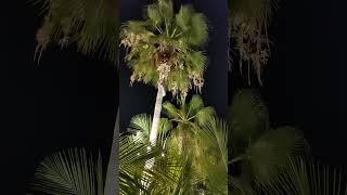 fujairah #lifeisbutadream #garden #haveitoldyoulatelythatiloveyou