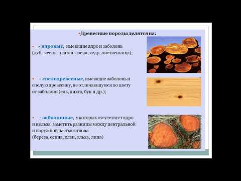 6 лекция  Строительные материалы и изделия из древесины