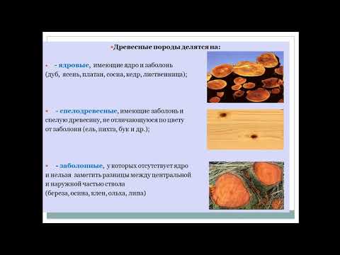 6 лекция Строительные материалы и изделия из древесины