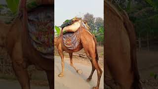 हथ रज कह चल Hathi Raja Kahan Chale