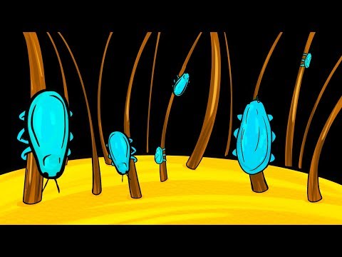 Vídeo: O Que São Piolhos E De Onde Eles Vêm?