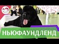 Ньюфаундлед на ilikepet. Особенности породы, уход