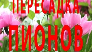 Как правильно садить пионы. ПЕРЕСАДКА ПИОНОВ. PEONIES(Цветы ПИОНЫ - прекрасные цветы! В этом видео вы увидите как правильно нужно пересаживать пионы. Так же узнае..., 2015-04-19T18:19:57.000Z)