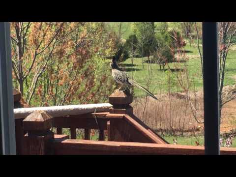 Male Roadrunner found with snake in its mouth