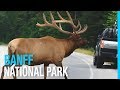 BANFF NATIONAL PARK & LAKE LOUISE (RV LIFE IN CANADA)