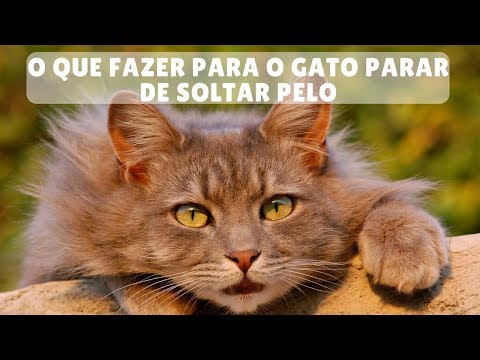 O Que Fazer Para O Gato Parar De Soltar Pelo