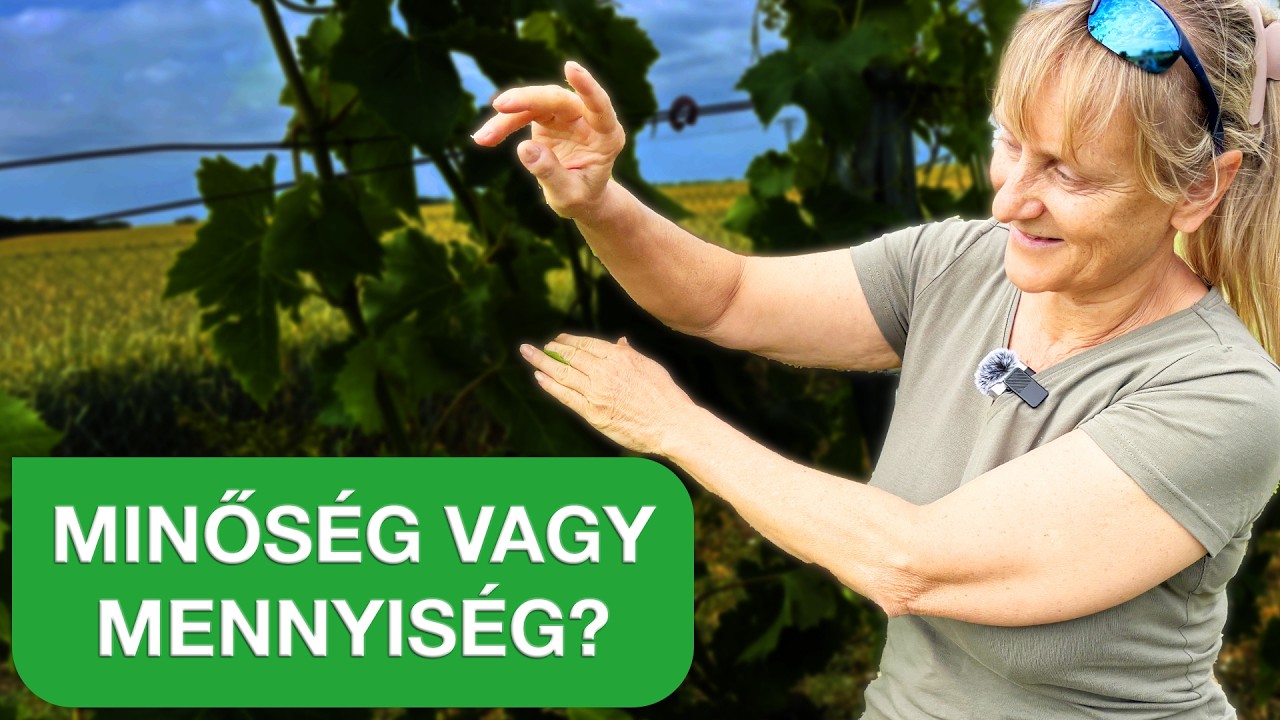 Finom legyen a szőlőd, vagy sok? 🍇✂️ Fürtválogatás a jobb szőlőért!