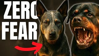 7 Dog Breeds That Never RETREAT...